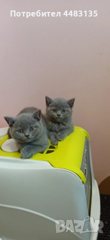 Британски късокосмести котенца 
