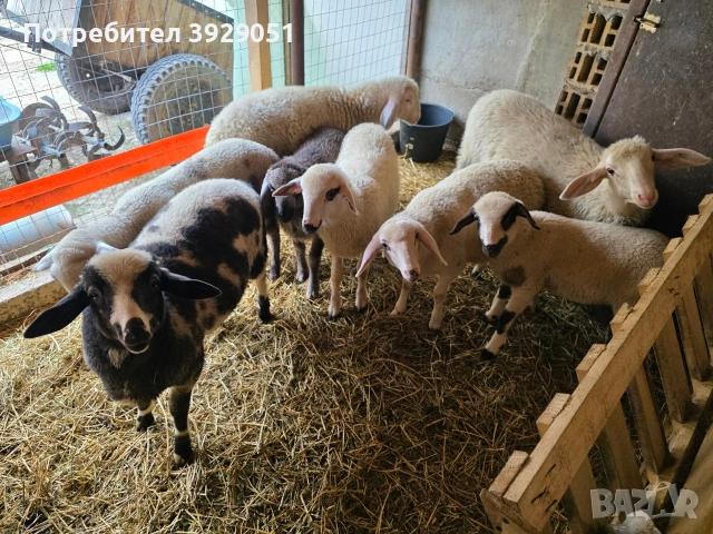 Продавам агнета 