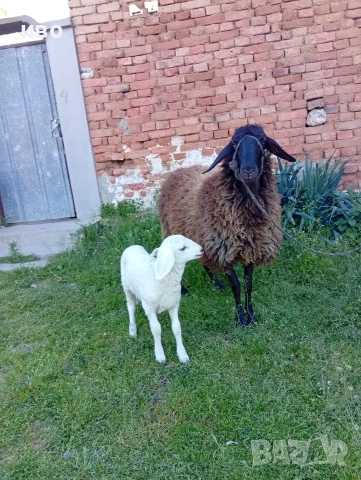 овце, снимка 6 - Овце - 54346374