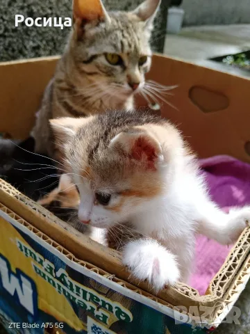Търся дом за 4 малки котенца и майка им