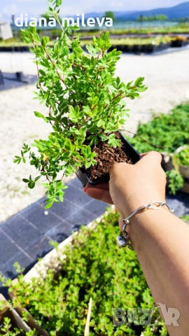 Потентила, Potentilla fruticosa 'Abbotswood', студоустойчива и многогодишна, снимка 7 - Градински цветя и растения - 54795658