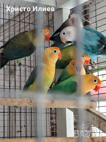 Продава фишерови неразделки 