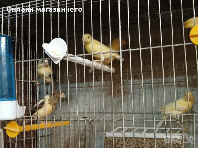 Продавам канарчета ., снимка 3 - Канари - 55134278