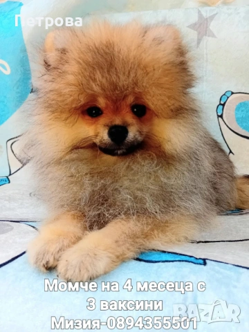 Мини померан момче