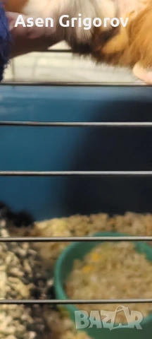 Подарявам женско морско свинче