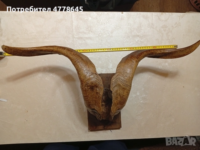 стар трофей рога.