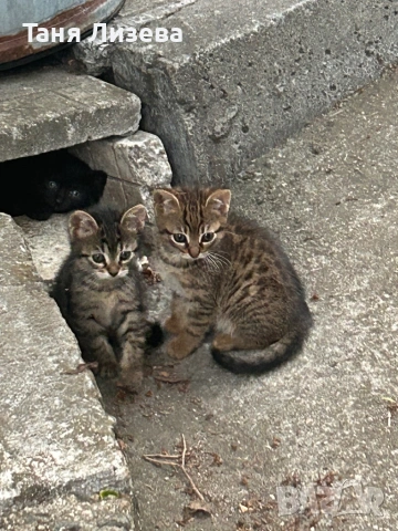 Подарявам малки котенца