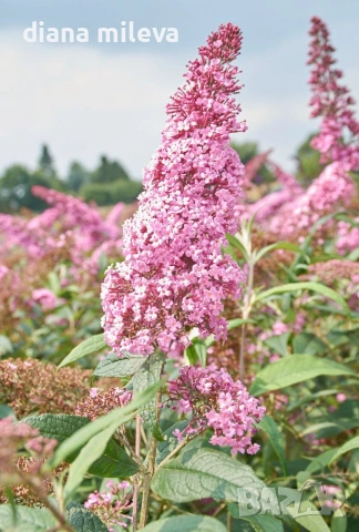 Будлея Розова наслада, Buddleja Pink Delight, снимка 2 - Градински цветя и растения - 55038192
