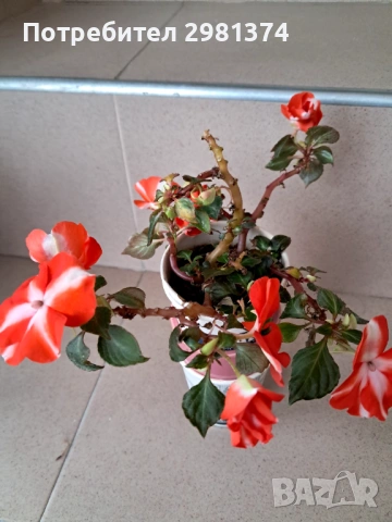 Циганче, снимка 2 - Стайни растения - 54063396