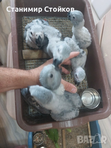 Кралски жака ( ръчно хранени ), снимка 3 - Папагали - 55165892