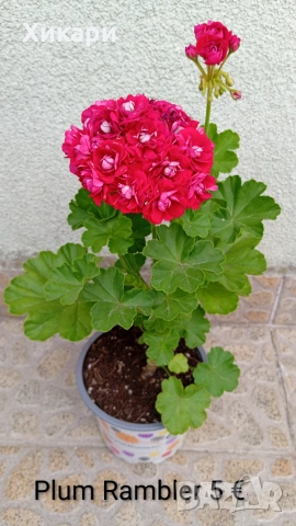 Сортово мушкато Pelargonium Plum Rambler 
