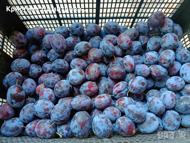  Сладки, големи, сочни и много вкусни сливи „Стенли“, снимка 5 - Други - 55615844