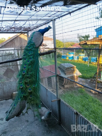 Пауни, снимка 8 - други­ - 54744449