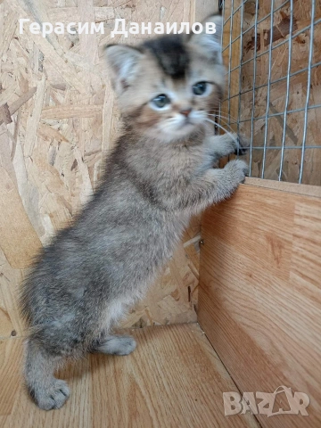 шотландски котки, снимка 7 - Британска късокосместа - 54044750