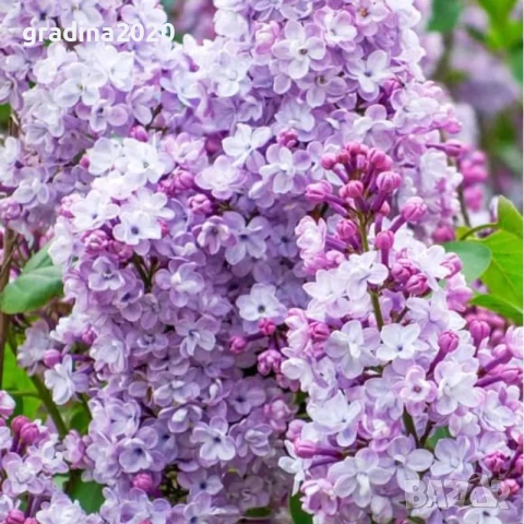 Люляк / Lilac, снимка 11 - Разсади - 51517423