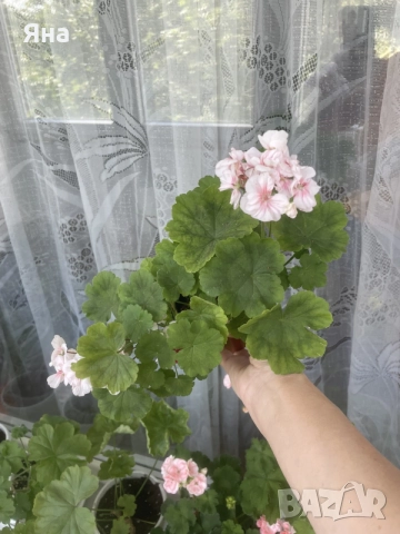 Сортово мушкато  “Dylan Cherone”, снимка 3 - Стайни растения - 55237742