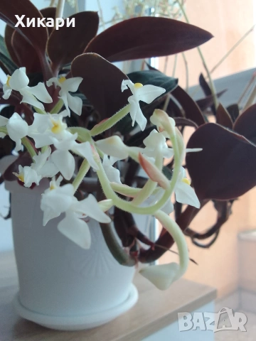 Лудизия скъпоценна орхидея Ludisia Discolor , снимка 3 - Стайни растения - 55161287