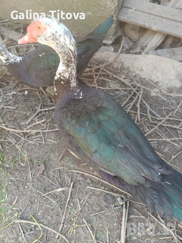 Неми патици, снимка 3 - Патици и гъски - 54184080