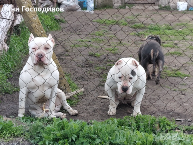 American bully standart
