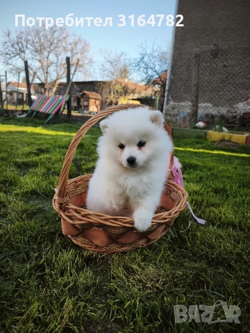 Померан Померанчета , снимка 3 - Померан - 54142077