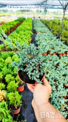 Хвойна Син Килим, Juniperus Blue Carpet, студоустойчива, снимка 4 - Градински цветя и растения - 55066308