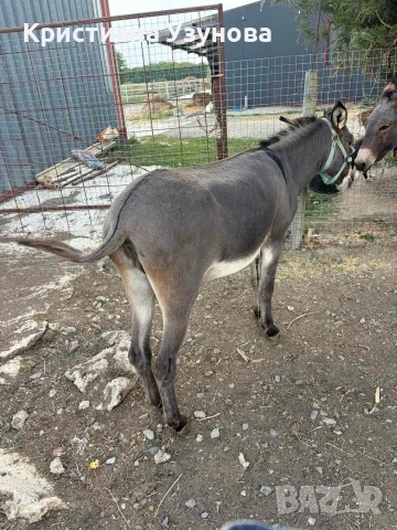 Продавам магарета, снимка 3 - Други - 55132188