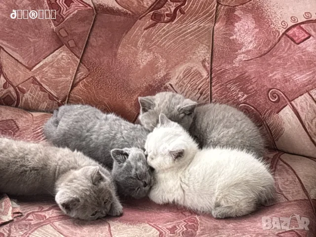 Чистокръвни британски котенца, снимка 2 - Други - 55405880