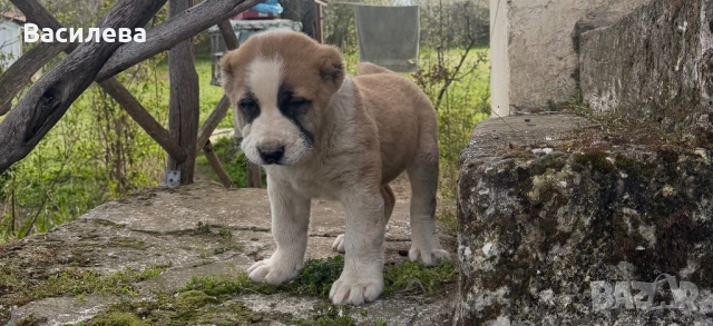 Алабай, снимка 2 - Алабай - 54183559