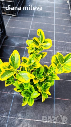 Евонимус Ауреа, Euonymus Japonica Aurea, снимка 12 - Градински цветя и растения - 54458056