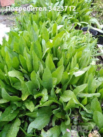 Калоферче, снимка 2 - Градински цветя и растения - 54270147