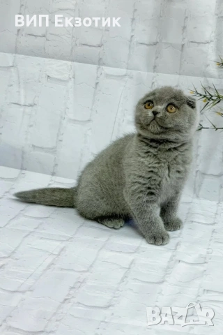 ПРОДАВА ШОТЛАНДСКО КЛЕПОУХО КОТЕ