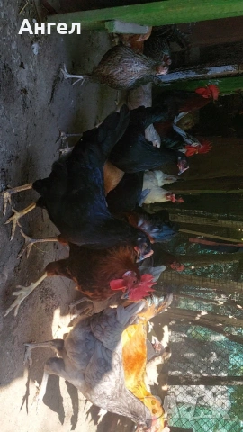 Пилета/Кокошки Кръстоска , снимка 2 - Кокошки и пуйки - 54514826