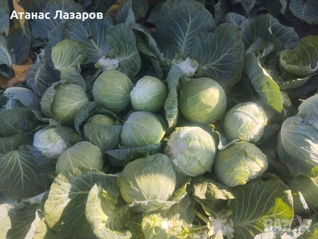 Продавам Ранно Зеле-Конкърър, снимка 2 - Домашни продукти - 54527656