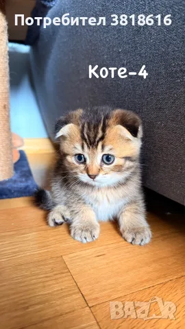 Британски котета , снимка 4 - Британска късокосместа - 55422610