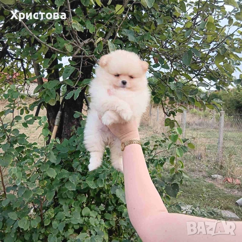 Момиче и момченце на 55 дни, снимка 3 - Померан - 55064815