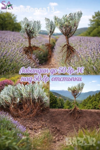  Мурсалски Чай – Разсад на Гол Корен | Планинска Билка, снимка 9 - Градински цветя и растения - 47333197