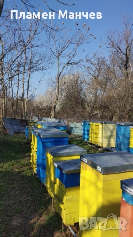 Продавам ранни пчелни отводки, снимка 2 - За пчели - 54497643