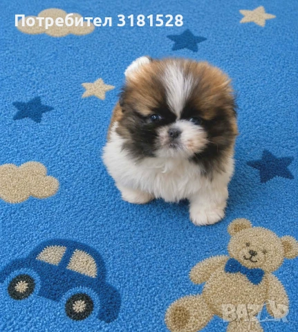 Мъжко пекинезче, снимка 4 - Пекинез - 54405200