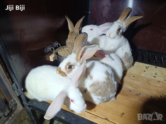 зайци на различни възрасти , снимка 6 - Други - 55167667