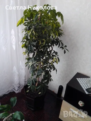 Дървото на парите , снимка 2 - Разсади - 55633559