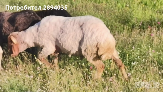 овце, кочове аваси , снимка 2 - Овце - 55076396