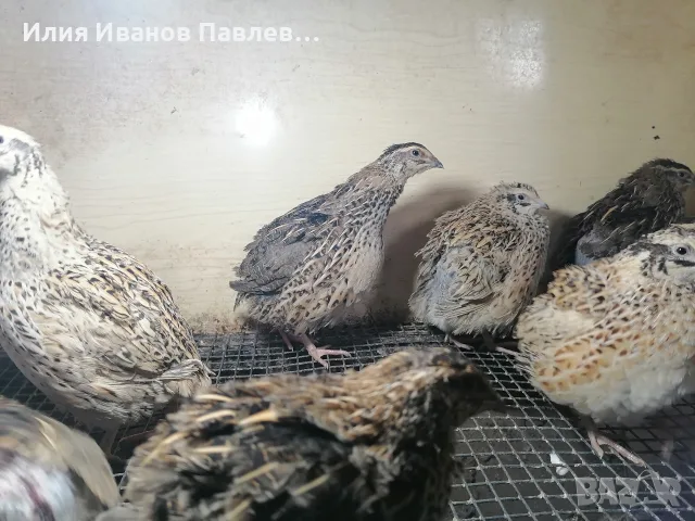 Яйца от пътпъдъци