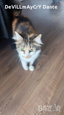 Подарявам котка
