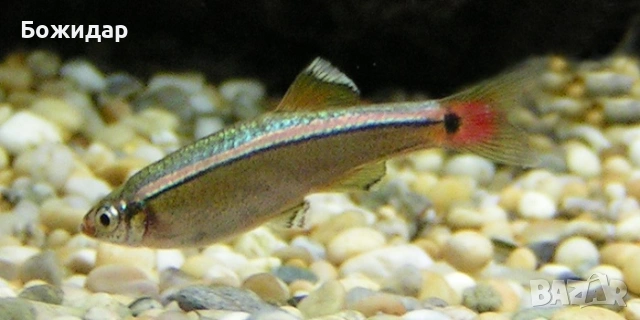 Продавам рибки 