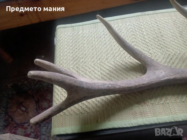 Красиви еленови рога (с черепна кост) – За декорация и колекция, снимка 3 - Антикварни и старинни предмети - 54068355