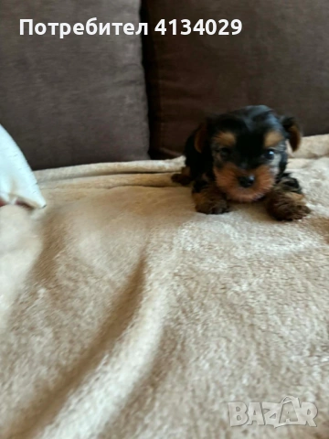 Мини  Йорки мъжки  роден на 1.03.26 , снимка 5 - Йоркширски териер - 53228272