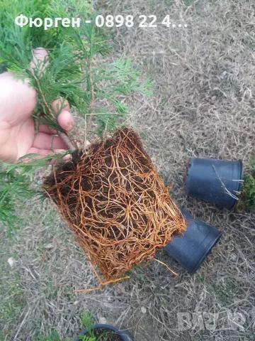 Западна туя Смарагд (Thuja occidentalis Smaragd), снимка 8 - Градински цветя и растения - 27492741