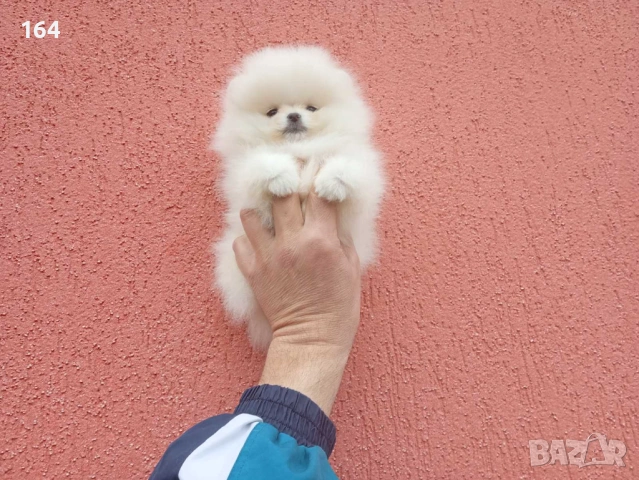 Мини Померан. Реални снимки !, снимка 5 - Померан - 54133689
