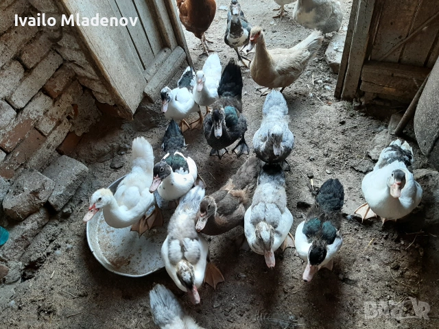 Продавам два мъжки пауна, гъски и неми патици и патета , снимка 4 - други­ - 54995774