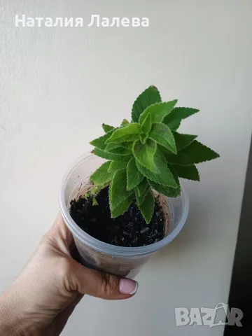 Колерия, Kohleria Susan the cat